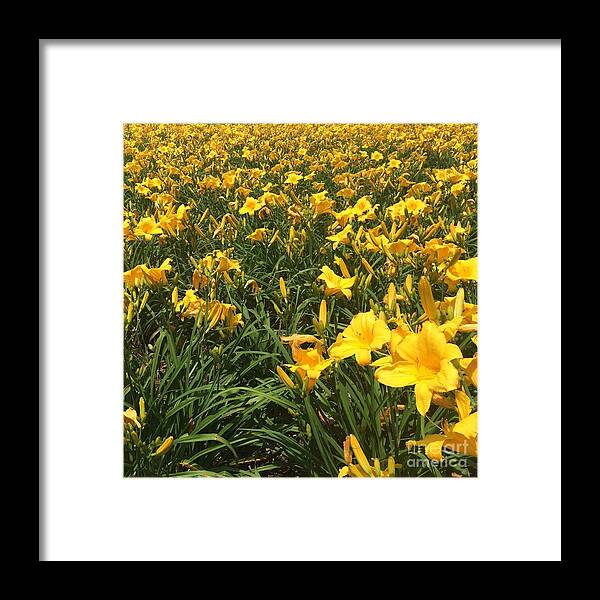 Field Of Flowers Framed Print featuring the photograph Field of Yellow Lilies by Robin Pedrero