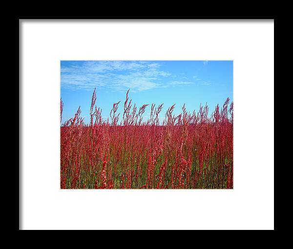 Pink Framed Print featuring the photograph Fields of Pink by Julie Pappas