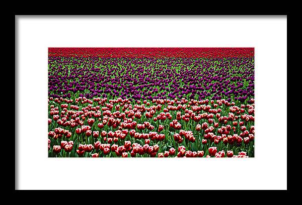 Elegant Framed Print featuring the photograph Fields of Tulips by Pelo Blanco Photo