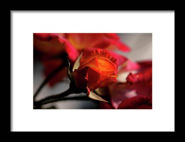 Rose Flower Bokeh Red Orange Flame Framed Print featuring the photograph FieryRose by Ian Sanders