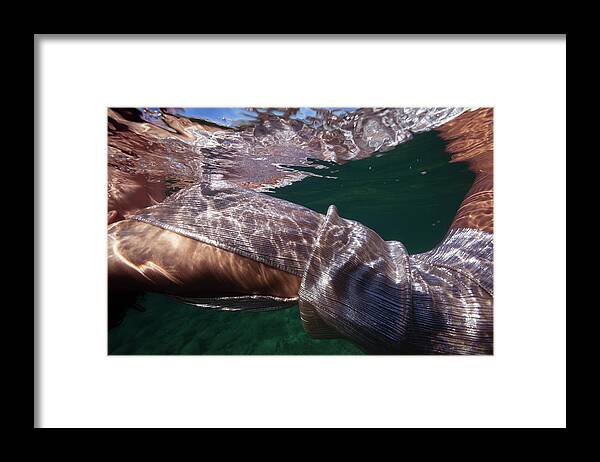 Swim Framed Print featuring the photograph Fiesta II by Gemma Silvestre