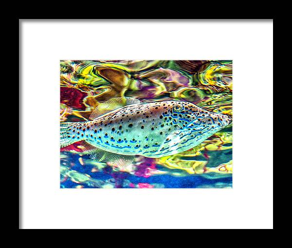 Filefish Framed Print featuring the photograph FileFish by WAZgriffin Digital