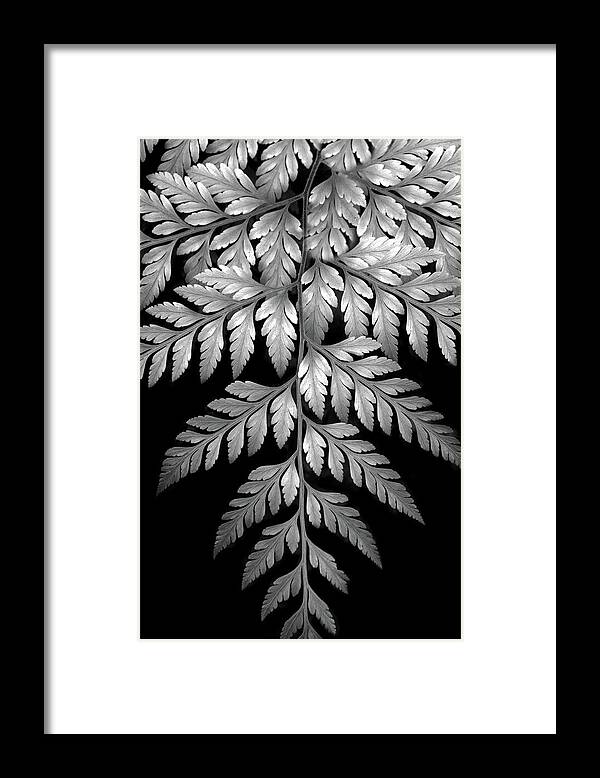 Fern Framed Print featuring the photograph Filigree Fern II by Jessica Jenney