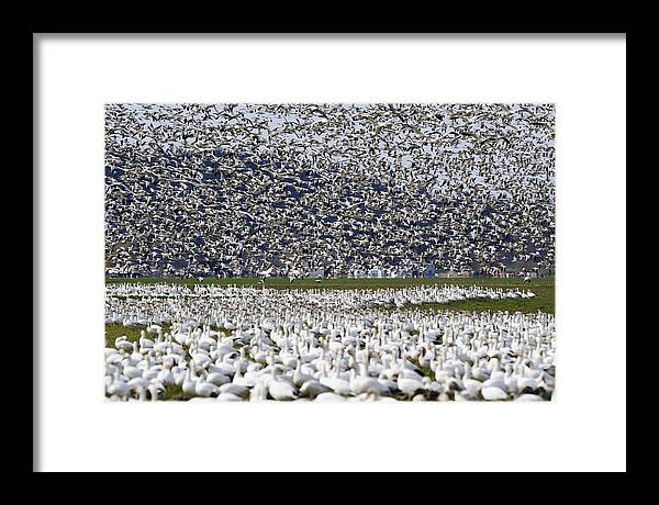 Wildlife Framed Print featuring the photograph Filling sky PG012 by Yoshiki Nakamura