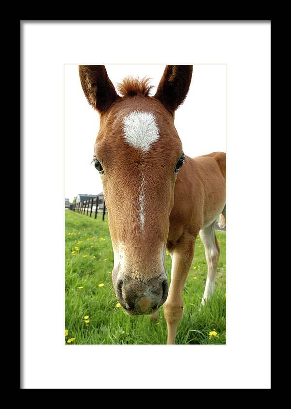 Filly Framed Print featuring the photograph Filly Face by Kathi Shotwell