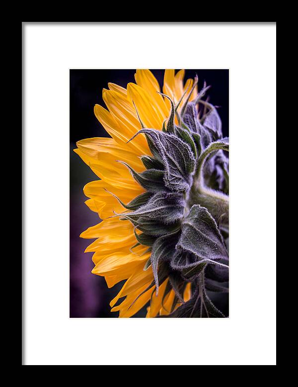 Sunflower Framed Print featuring the photograph Filtered Sunflower by Arlene Carmel