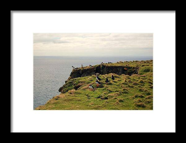 Puffins Framed Print featuring the photograph Finale by HweeYen Ong