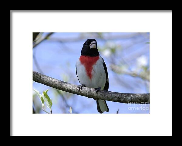Wildlife Framed Print featuring the photograph Finally by Randy Bodkins