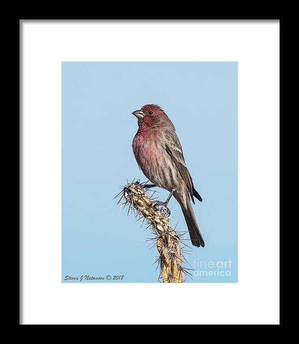 Natanson Framed Print featuring the photograph Finch on Cholla by Steven Natanson