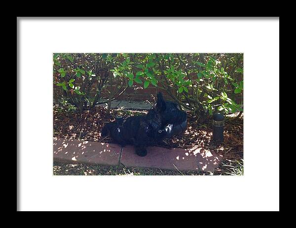 Dogs Framed Print featuring the photograph Finding Shade by Diane Ferguson