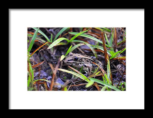 Frog Framed Print featuring the photograph Fine Frog by Al Powell Photography USA