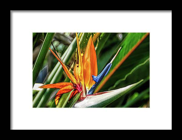 Flower Framed Print featuring the photograph Fine Wine Cafe Bird of Paradise by Aimee L Maher ALM GALLERY