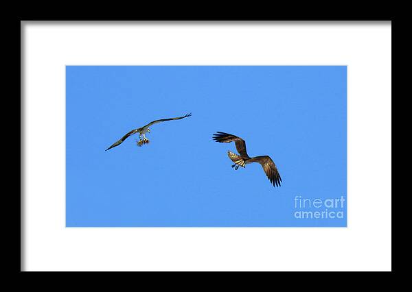  Ospreys Flying Framed Print featuring the photograph Finishing Touches by Scott Cameron