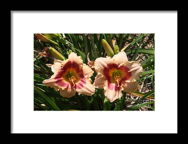 Flowers Framed Print featuring the photograph Fire Lilies by Wendy Coulson