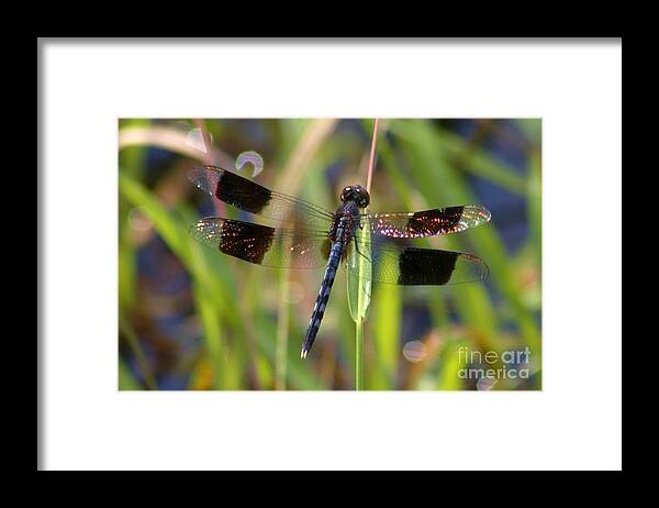 Dragonfly Framed Print featuring the photograph Fire Wing Dragon by Robert Wilder Jr