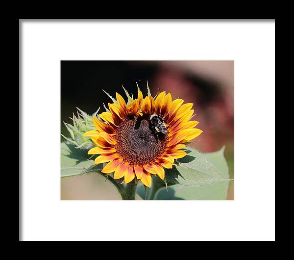 Sunflower Framed Print featuring the photograph Firecracker by John Moyer