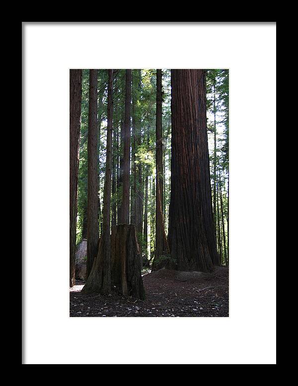 Firemark Redwoods Framed Print featuring the photograph Firemark Redwoods by Dylan Punke