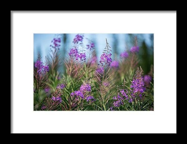 Fireweed Framed Print featuring the photograph Fireweed by Valerie Pond