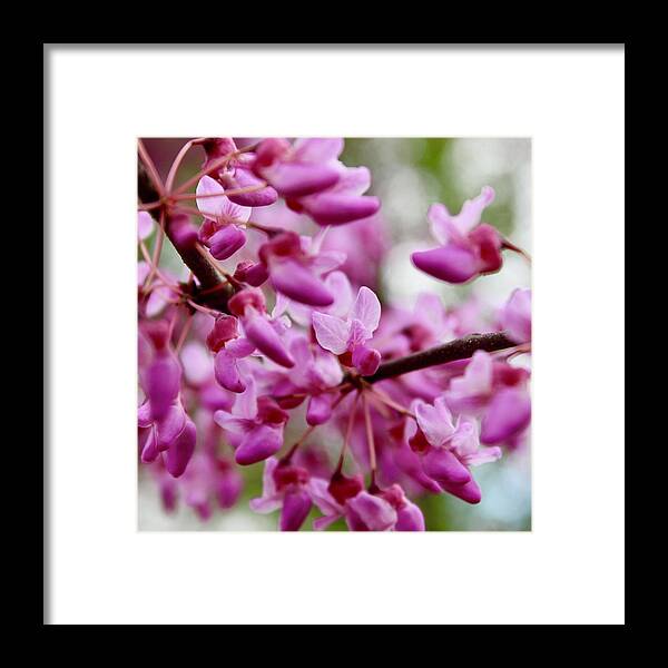 Photography Framed Print featuring the photograph Fireworks of Redbud Blooms by M E