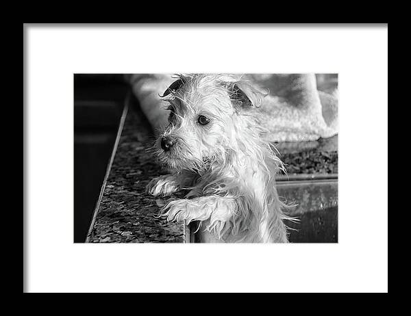 West Highland White Terrier Framed Print featuring the photograph First Bath by Debra Baldwin