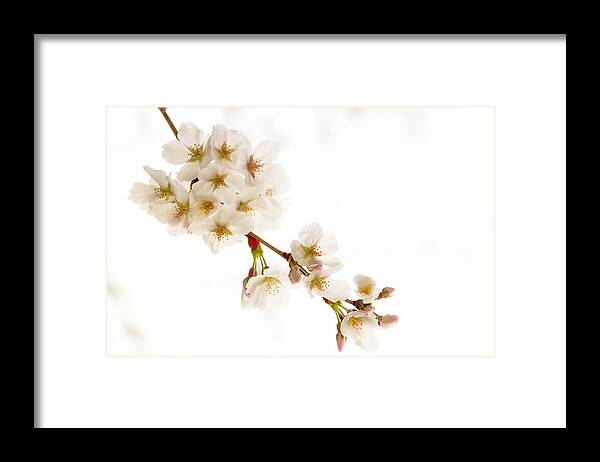 Yoshino Framed Print featuring the photograph first blossoms on the Basin by Edward Kreis