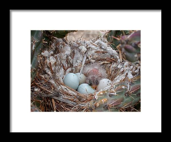 Bird Framed Print featuring the photograph First Born by Mary Lee Dereske