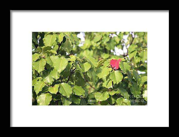 Fall Framed Print featuring the photograph First Fall Leaf by Sheri Simmons