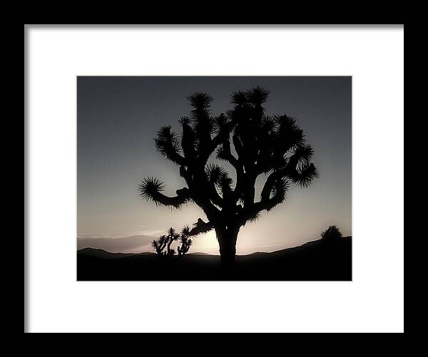 Joshua Tree Framed Print featuring the photograph First Light by Sandra Selle Rodriguez