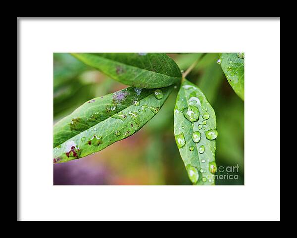 Leaves Framed Print featuring the photograph First Signs of Fall  by Mary Jane Armstrong