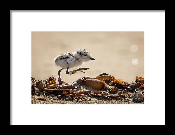 Animal Framed Print featuring the photograph First Steps by Alice Cahill