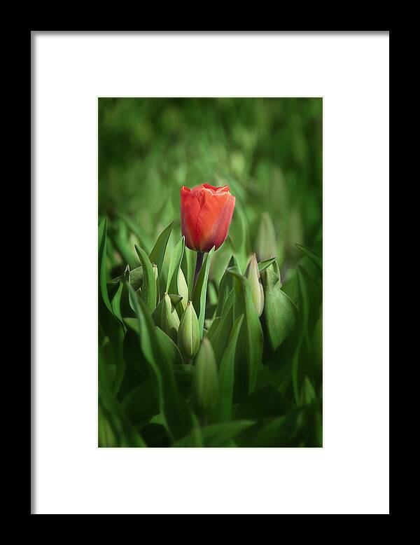 Flower Framed Print featuring the photograph First Tulip by Alex Hiemstra