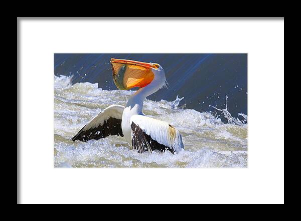 Fish For Dinner Framed Print featuring the photograph Fish for dinner by Lynn Hopwood
