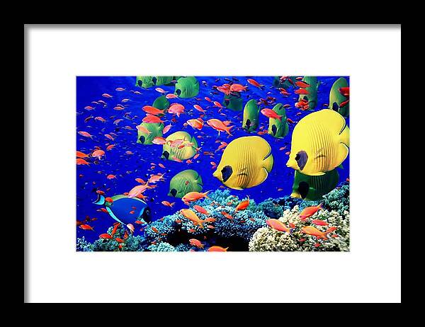 Fish Framed Print featuring the photograph Fish by Jackie Russo