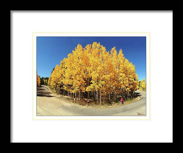 Colorado Framed Print featuring the photograph Fisheye Aspens by Peggy Dietz
