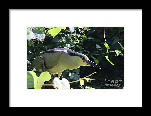 Bird Framed Print featuring the digital art Fishing Bird by Jack Ader
