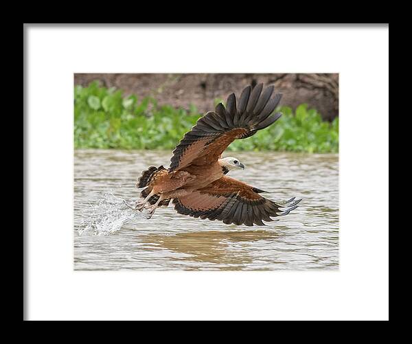 Hawk Framed Print featuring the photograph Fishing Hawk by Wade Aiken