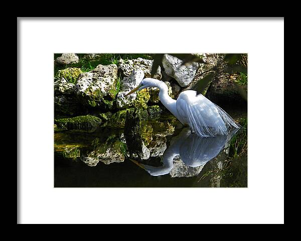 Great Egret Framed Print featuring the photograph Fishing in the Creek Color by Judy Wanamaker