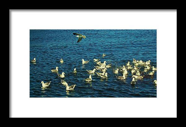 Birds Framed Print featuring the photograph Fishmarket by HweeYen Ong