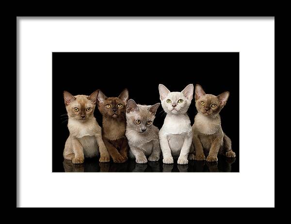 Kitten Framed Print featuring the photograph Five Burmese Kittens by Sergey Taran