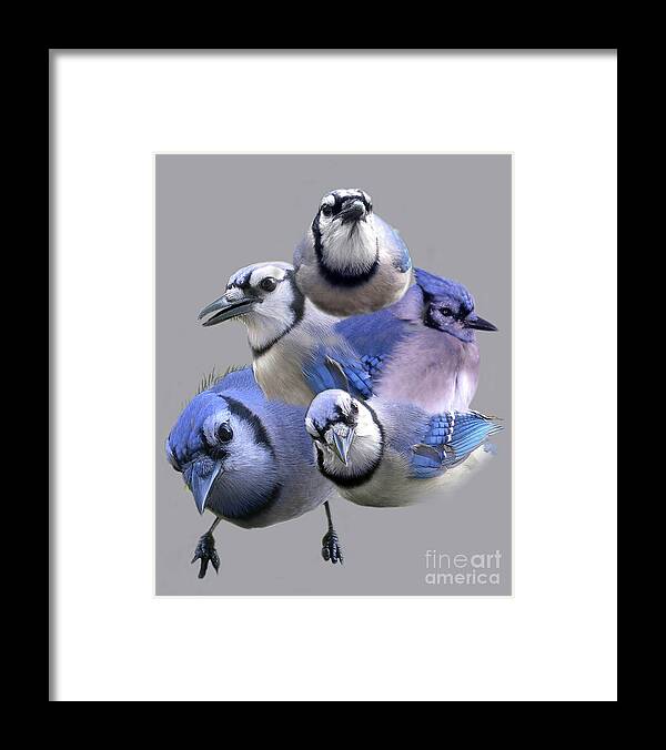 Names Of Birds Framed Print featuring the photograph Five Of A Kind by Skip Willits