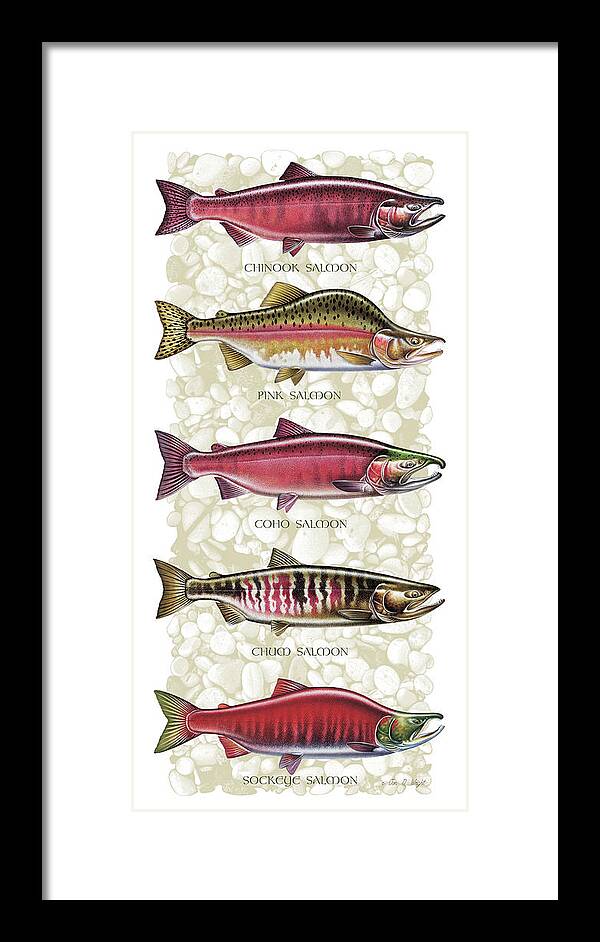 Jon Q Wright Framed Print featuring the painting Five Salmon Species by JQ Licensing