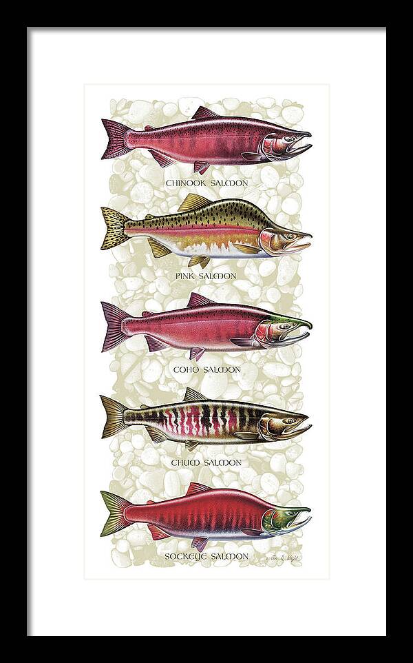 Five Salmon Species  by JQ Licensing