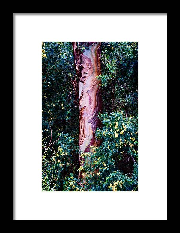 Eucalyptus Framed Print featuring the photograph FLA-150523-ND800E-24853-color by Fernando Lopez Arbarello