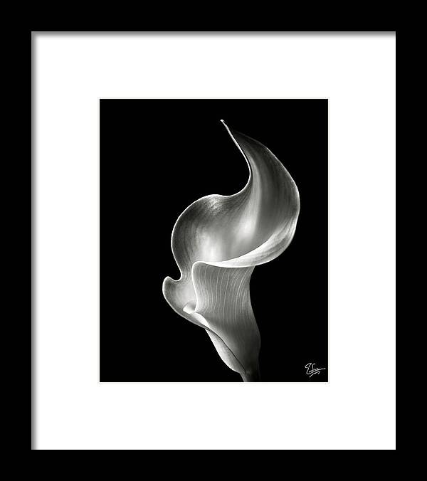 Flower Framed Print featuring the photograph Flame Calla Lily in Black and White by Endre Balogh