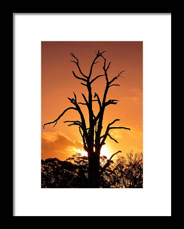 Sun Framed Print featuring the photograph Flame Tree by Nicholas Blackwell