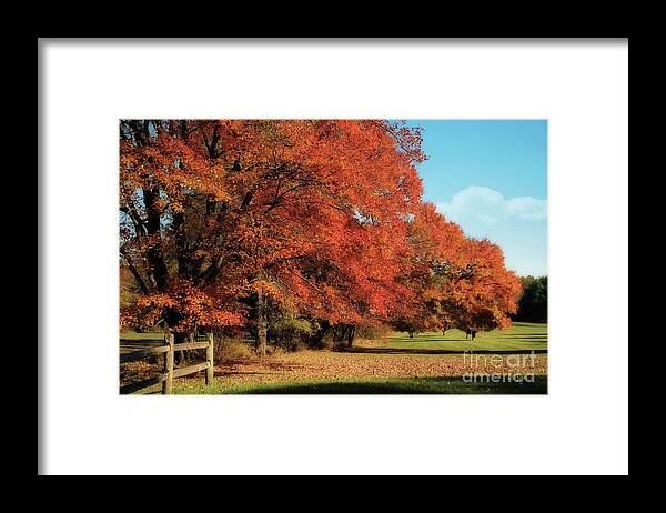 Autumn Framed Print featuring the photograph Flame Trees by Lois Bryan
