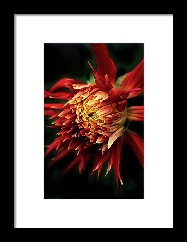 Dahlia Framed Print featuring the photograph Flaming Dahlia by Jessica Jenney