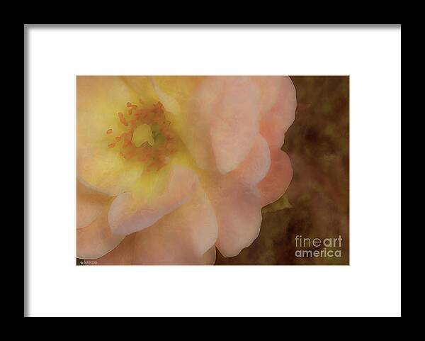 Knockout Rose Print Framed Print featuring the photograph Flaming Rose by Phil Mancuso