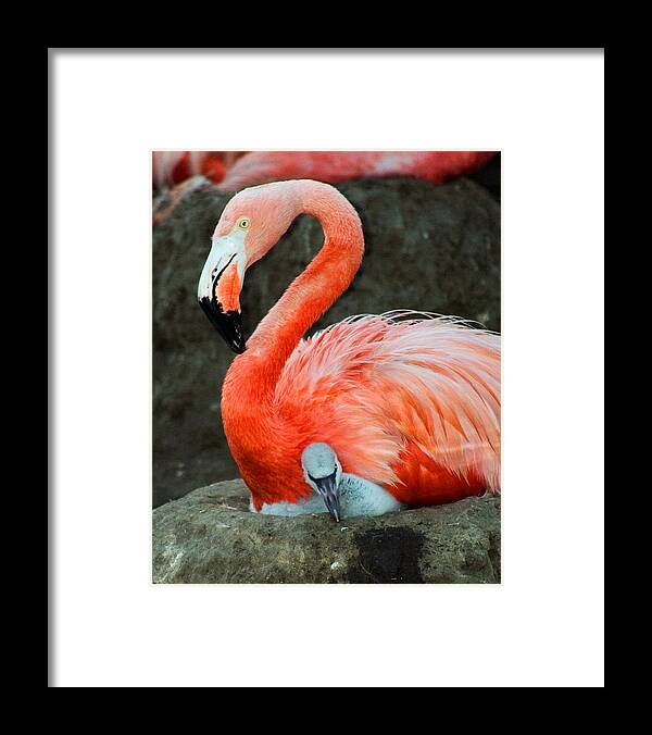 Bird Framed Print featuring the photograph Flamingo and Baby by Anthony Jones