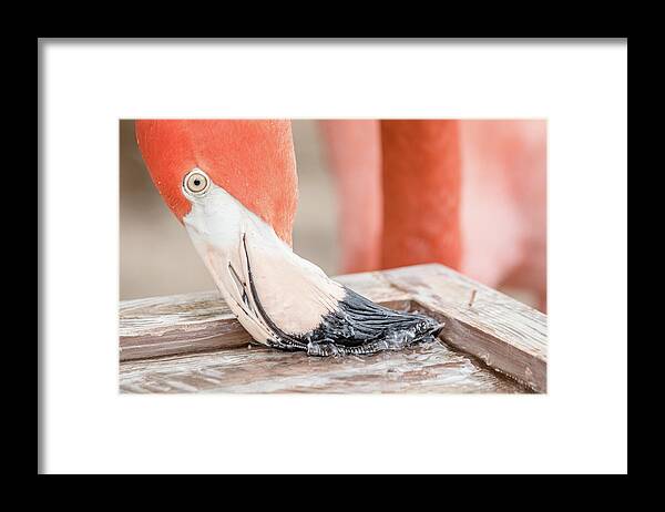 Architecture Framed Print featuring the photograph Flamingo at Sea World in Orlando Florida by Peter Ciro